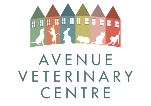 Avenue Veterinary Centre - Vets in Bristol