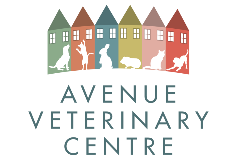 Avenue Veterinary Centre - Vets in Bristol